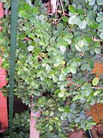 Figuier de Natal, Ficus natalensis (fam Moracees) (Afrique du Sud, Zimbabwe, Mozambique) (Photo F. Mrugala) (1)